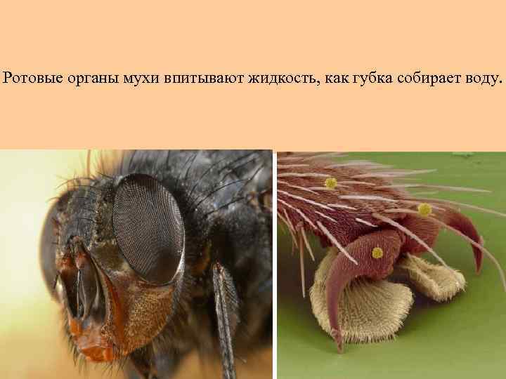 Ротовые органы мухи впитывают жидкость, как губка собирает воду. 