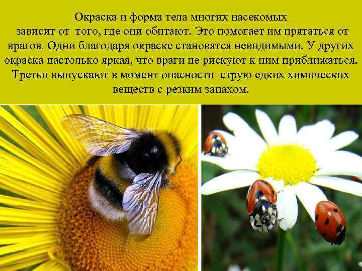 Окраска и форма тела многих насекомых зависит от того, где они обитают. Это помогает
