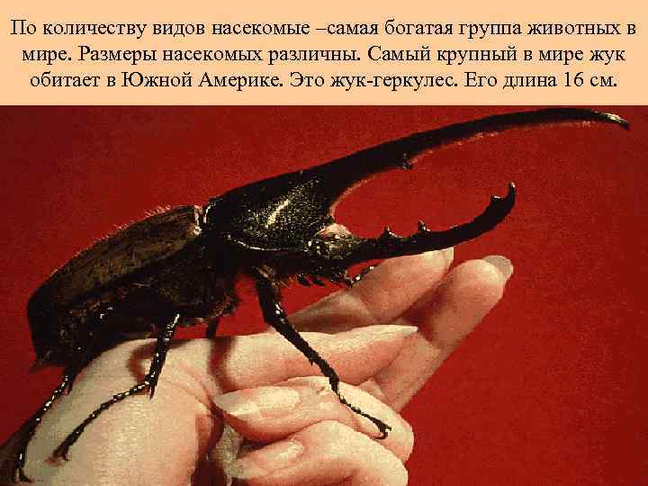 По количеству видов насекомые –самая богатая группа животных в мире. Размеры насекомых различны. Самый