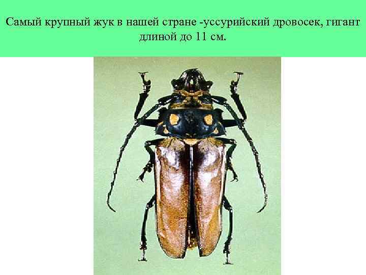 Самый крупный жук в нашей стране -уссурийский дровосек, гигант длиной до 11 см. 