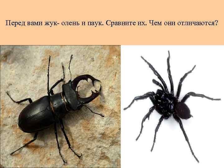 Перед вами жук- олень и паук. Сравните их. Чем они отличаются? 
