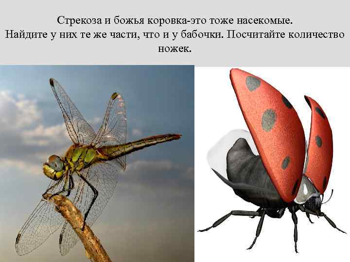 Стрекоза и божья коровка-это тоже насекомые. Найдите у них те же части, что и