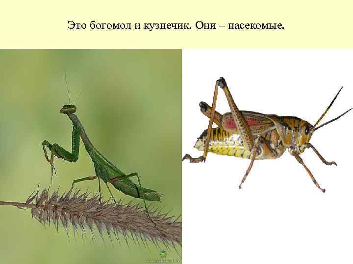 Это богомол и кузнечик. Они – насекомые. 