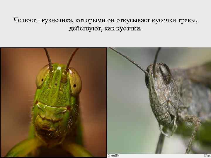 Челюсти кузнечика, которыми он откусывает кусочки травы, действуют, как кусачки. 