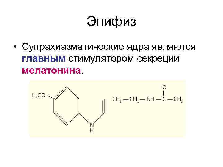 Эпифиз • Супрахиазматические ядра являются главным стимулятором секреции мелатонина. 