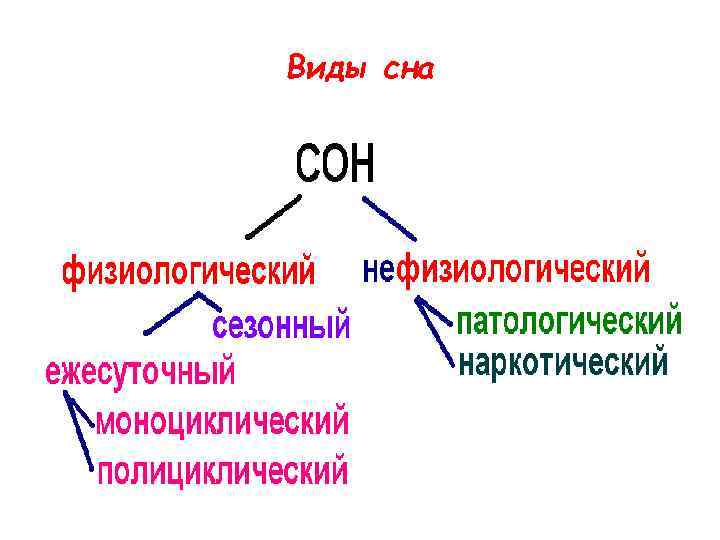 Виды сна 