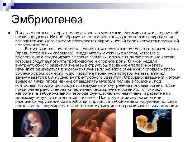 Эмбриогенез n Половые органы, которые тесно связаны с мочевыми, формируются из первичной почки зародыша.