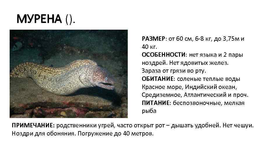 МУРЕНА (). РАЗМЕР: от 60 см, 6 -8 кг, до 3, 75 м и