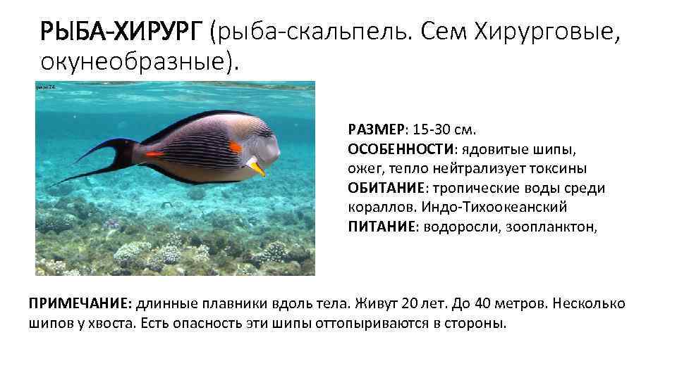 РЫБА-ХИРУРГ (рыба-скальпель. Сем Хирурговые, окунеобразные). РАЗМЕР: 15 -30 см. ОСОБЕННОСТИ: ядовитые шипы, ожег, тепло