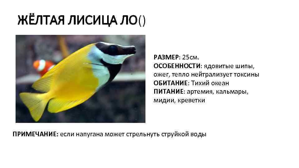 ЖЁЛТАЯ ЛИСИЦА ЛО() РАЗМЕР: 25 см. ОСОБЕННОСТИ: ядовитые шипы, ожег, тепло нейтрализует токсины ОБИТАНИЕ: