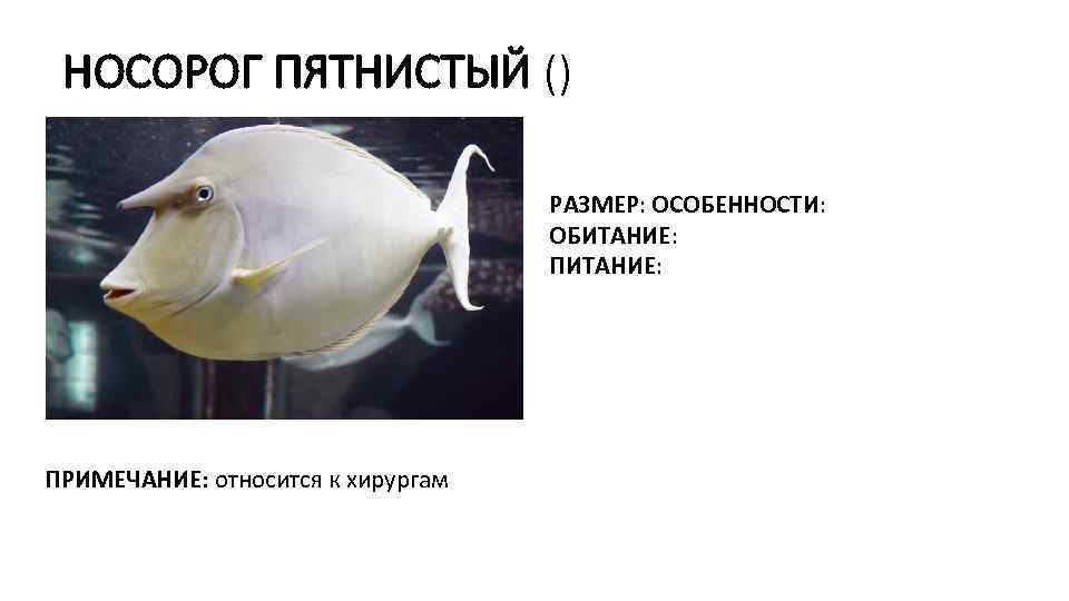 НОСОРОГ ПЯТНИСТЫЙ () РАЗМЕР: ОСОБЕННОСТИ: ОБИТАНИЕ: ПИТАНИЕ: ПРИМЕЧАНИЕ: относится к хирургам 