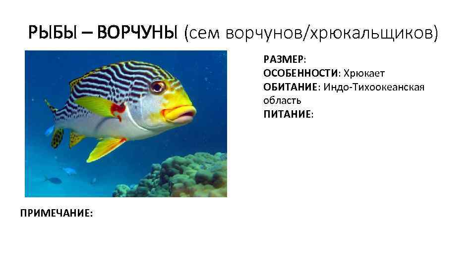 РЫБЫ – ВОРЧУНЫ (сем ворчунов/хрюкальщиков) РАЗМЕР: ОСОБЕННОСТИ: Хрюкает ОБИТАНИЕ: Индо-Тихоокеанская область ПИТАНИЕ: ПРИМЕЧАНИЕ: 