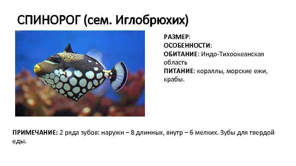 СПИНОРОГ (сем. Иглобрюхих) РАЗМЕР: ОСОБЕННОСТИ: ОБИТАНИЕ: Индо-Тихоокеанская область ПИТАНИЕ: кораллы, морские ежи, крабы. ПРИМЕЧАНИЕ: