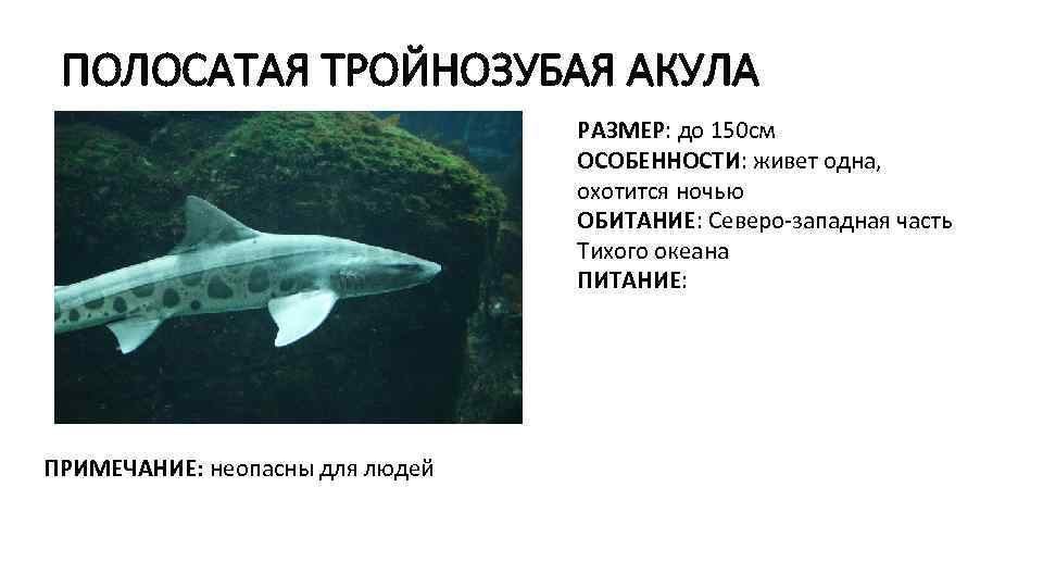 ПОЛОСАТАЯ ТРОЙНОЗУБАЯ АКУЛА РАЗМЕР: до 150 см ОСОБЕННОСТИ: живет одна, охотится ночью ОБИТАНИЕ: Северо-западная