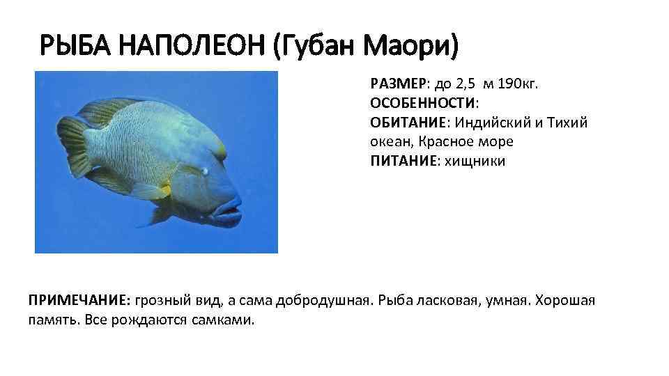 РЫБА НАПОЛЕОН (Губан Маори) РАЗМЕР: до 2, 5 м 190 кг. ОСОБЕННОСТИ: ОБИТАНИЕ: Индийский