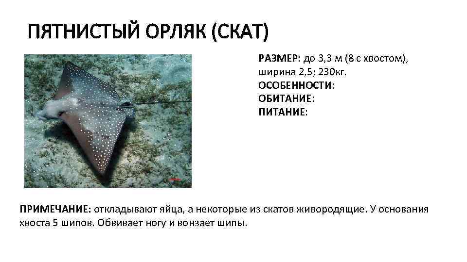 ПЯТНИСТЫЙ ОРЛЯК (СКАТ) РАЗМЕР: до 3, 3 м (8 с хвостом), ширина 2, 5;