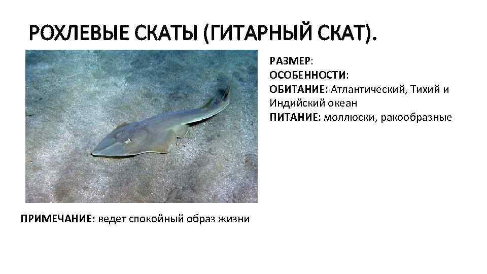 РОХЛЕВЫЕ СКАТЫ (ГИТАРНЫЙ СКАТ). РАЗМЕР: ОСОБЕННОСТИ: ОБИТАНИЕ: Атлантический, Тихий и Индийский океан ПИТАНИЕ: моллюски,