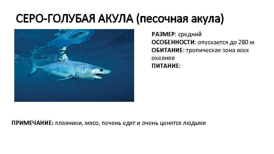 СЕРО-ГОЛУБАЯ АКУЛА (песочная акула) РАЗМЕР: средний ОСОБЕННОСТИ: опускается до 280 м ОБИТАНИЕ: тропическая зона
