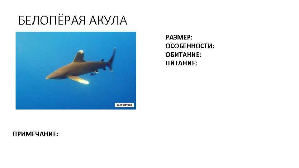 БЕЛОПЁРАЯ АКУЛА РАЗМЕР: ОСОБЕННОСТИ: ОБИТАНИЕ: ПИТАНИЕ: ПРИМЕЧАНИЕ: 