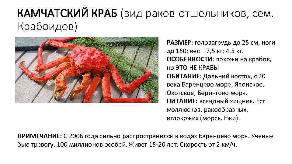 КАМЧАТСКИЙ КРАБ (вид раков-отшельников, сем. Крабоидов) РАЗМЕР: головагрудь до 25 см, ноги до 150;