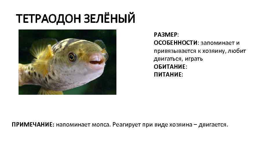 ТЕТРАОДОН ЗЕЛЁНЫЙ РАЗМЕР: ОСОБЕННОСТИ: запоминает и привязывается к хозяину, любит двигаться, играть ОБИТАНИЕ: ПИТАНИЕ:
