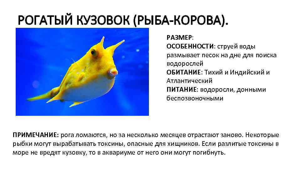 РОГАТЫЙ КУЗОВОК (РЫБА-КОРОВА). РАЗМЕР: ОСОБЕННОСТИ: струей воды размывает песок на дне для поиска водорослей