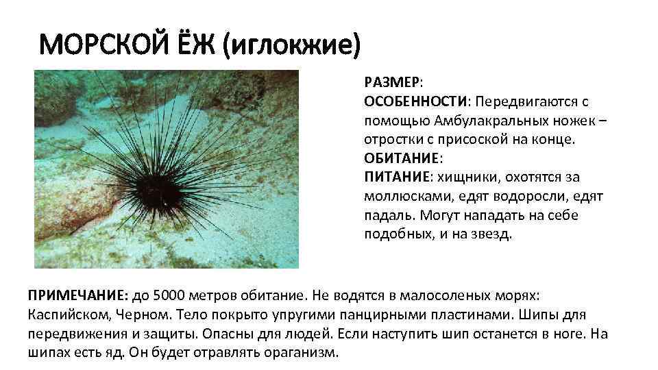 МОРСКОЙ ЁЖ (иглокжие) РАЗМЕР: ОСОБЕННОСТИ: Передвигаются с помощью Амбулакральных ножек – отростки с присоской