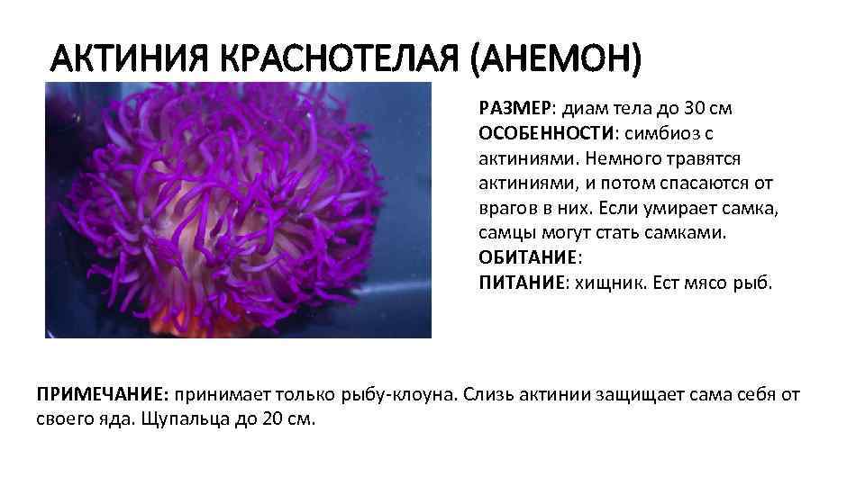 АКТИНИЯ КРАСНОТЕЛАЯ (АНЕМОН) РАЗМЕР: диам тела до 30 см ОСОБЕННОСТИ: симбиоз с актиниями. Немного