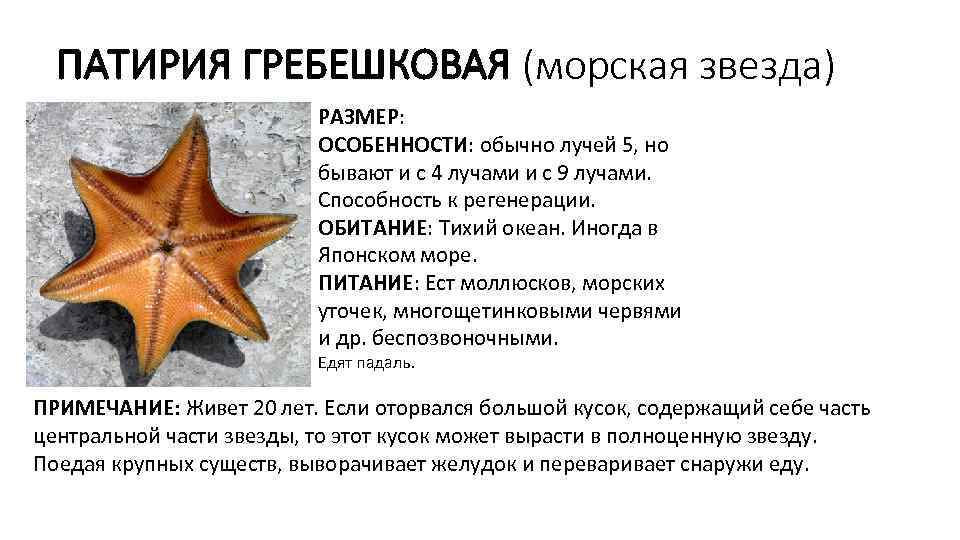 ПАТИРИЯ ГРЕБЕШКОВАЯ (морская звезда) РАЗМЕР: ОСОБЕННОСТИ: обычно лучей 5, но бывают и с 4