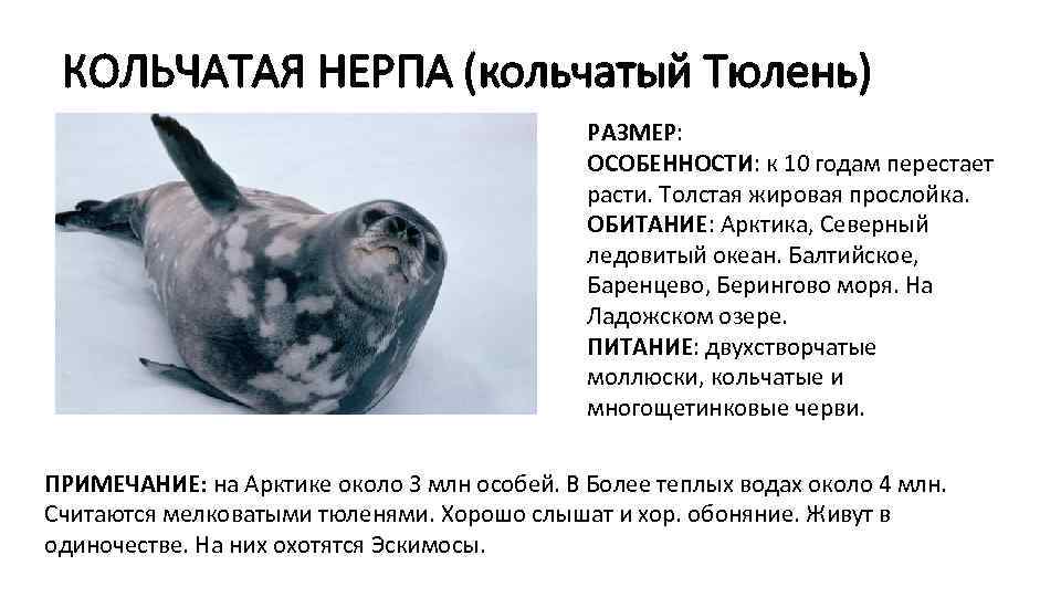 КОЛЬЧАТАЯ НЕРПА (кольчатый Тюлень) РАЗМЕР: ОСОБЕННОСТИ: к 10 годам перестает расти. Толстая жировая прослойка.