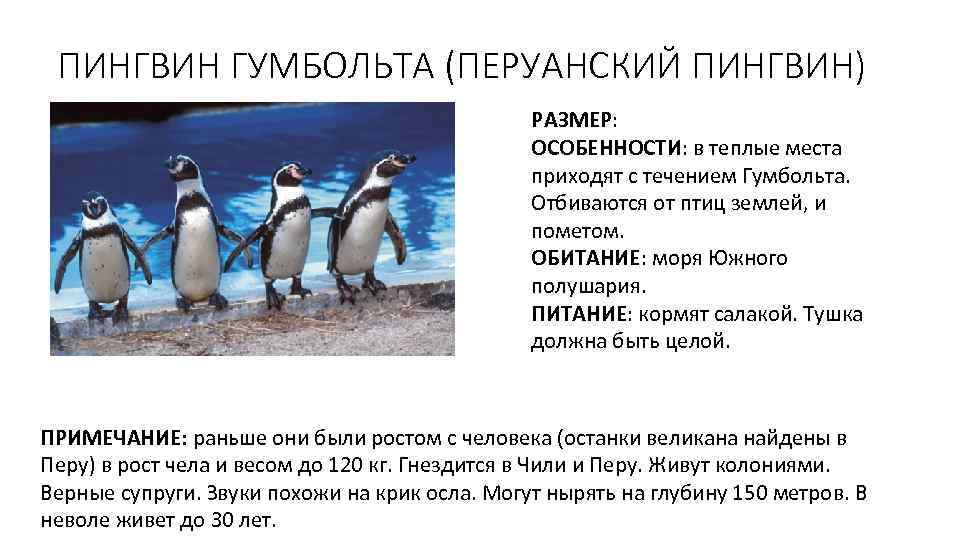ПИНГВИН ГУМБОЛЬТА (ПЕРУАНСКИЙ ПИНГВИН) РАЗМЕР: ОСОБЕННОСТИ: в теплые места приходят с течением Гумбольта. Отбиваются