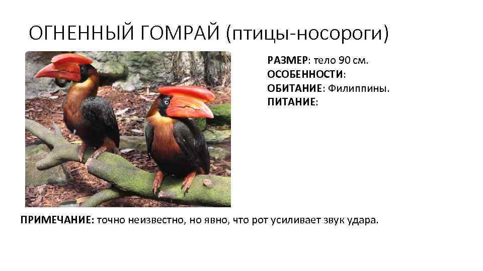ОГНЕННЫЙ ГОМРАЙ (птицы-носороги) РАЗМЕР: тело 90 см. ОСОБЕННОСТИ: ОБИТАНИЕ: Филиппины. ПИТАНИЕ: ПРИМЕЧАНИЕ: точно неизвестно,