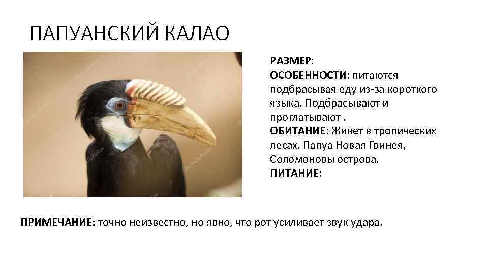 ПАПУАНСКИЙ КАЛАО РАЗМЕР: ОСОБЕННОСТИ: питаются подбрасывая еду из-за короткого языка. Подбрасывают и проглатывают. ОБИТАНИЕ: