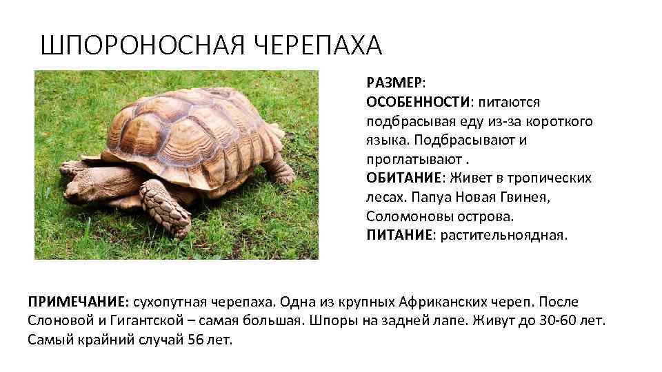 ШПОРОНОСНАЯ ЧЕРЕПАХА РАЗМЕР: ОСОБЕННОСТИ: питаются подбрасывая еду из-за короткого языка. Подбрасывают и проглатывают. ОБИТАНИЕ: