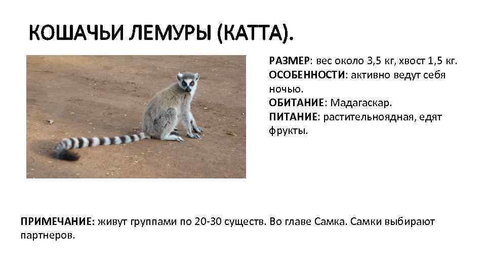 КОШАЧЬИ ЛЕМУРЫ (КАТТА). РАЗМЕР: вес около 3, 5 кг, хвост 1, 5 кг. ОСОБЕННОСТИ:
