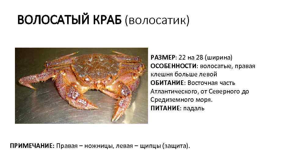 ВОЛОСАТЫЙ КРАБ (волосатик) РАЗМЕР: 22 на 28 (ширина) ОСОБЕННОСТИ: волосатые, правая клешня больше левой