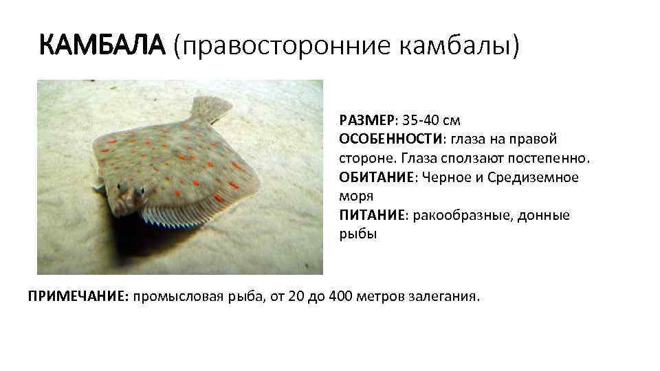 КАМБАЛА (правосторонние камбалы) РАЗМЕР: 35 -40 см ОСОБЕННОСТИ: глаза на правой стороне. Глаза сползают
