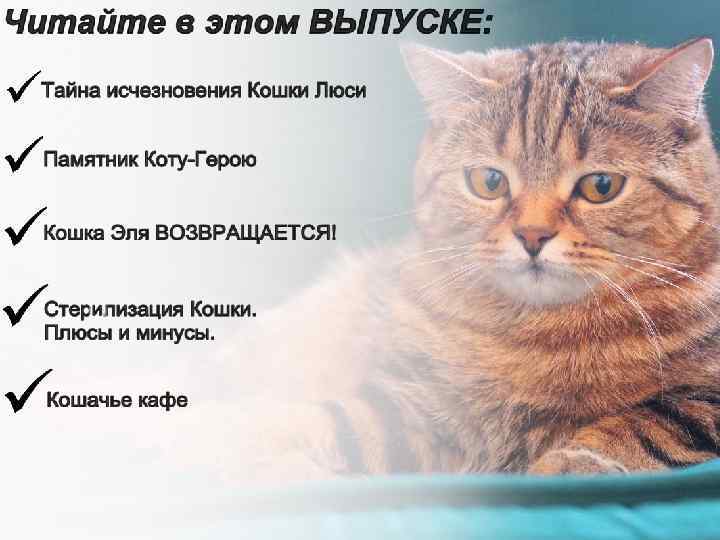 Плюсы кошек. Минусы кошек. Плюсы и минусы котов. Плюсы и минусы котов и кошек.