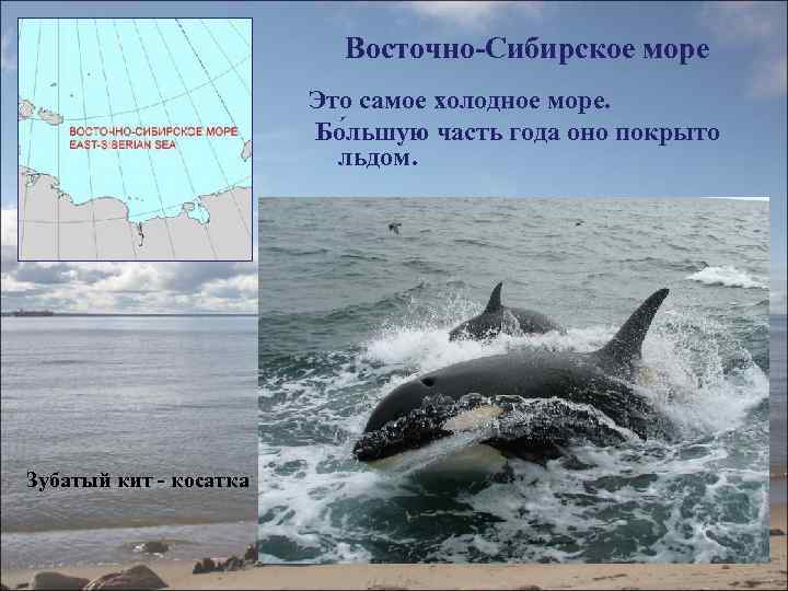 Восточно-Сибирское море Это самое холодное море. Бо льшую часть года оно покрыто льдом. Зубатый