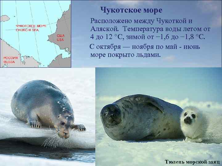 Чукотское море Расположено между Чукоткой и Аляской. Температура воды летом от 4 до 12