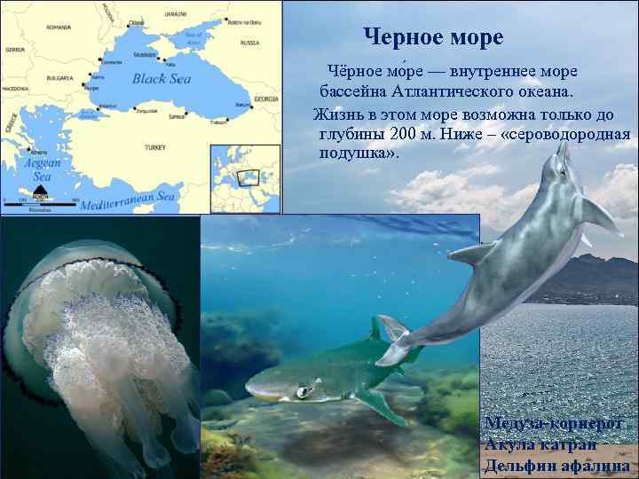 Черное море Чёрное мо ре — внутреннее море бассейна Атлантического океана. Жизнь в этом