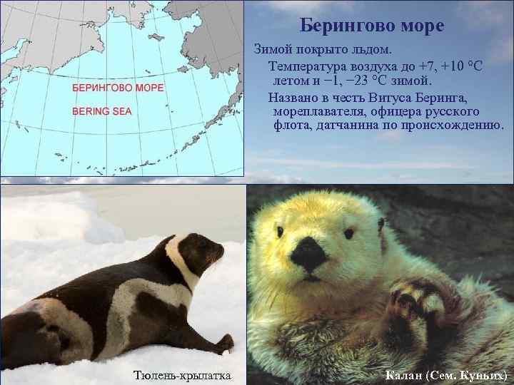 Берингово море Зимой покрыто льдом. Температура воздуха до +7, +10 °C летом и −