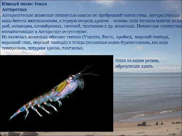 Южный полюс Земли Антарктида Антарктические животные полностью зависят от прибрежной экосистемы. Антарктические воды богаты