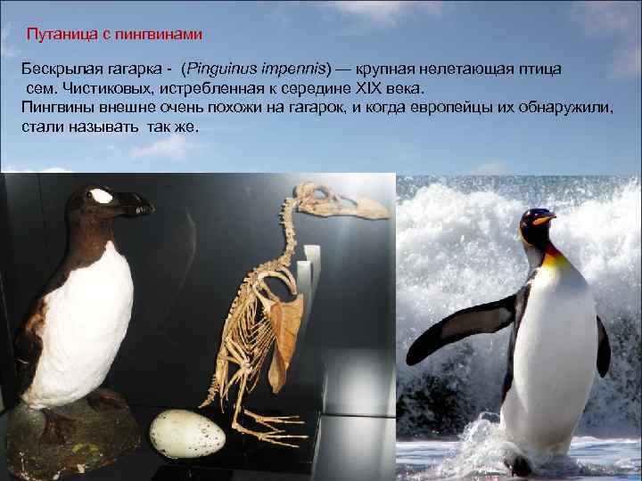  Путаница с пингвинами Бескрылая гагарка - (Pinguinus impennis) — крупная нелетающая птица сем.
