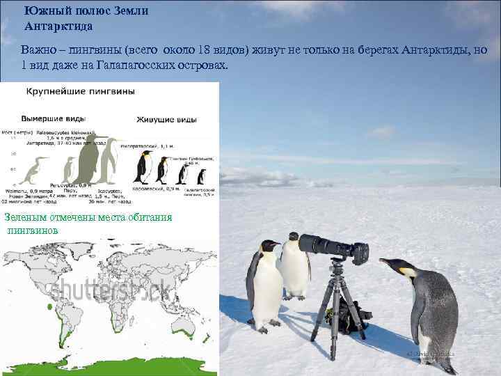 Южный полюс Земли Антарктида Важно – пингвины (всего около 18 видов) живут не только