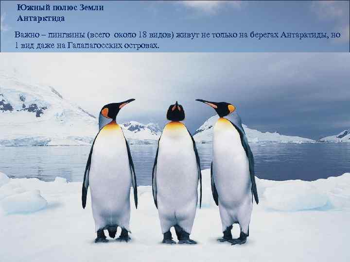 Южный полюс Земли Антарктида Важно – пингвины (всего около 18 видов) живут не только