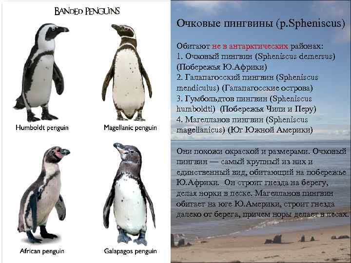 Очковые пингвины (р. Spheniscus) Обитают не в антарктических районах: 1. Очковый пингвин (Spheniscus demersus)