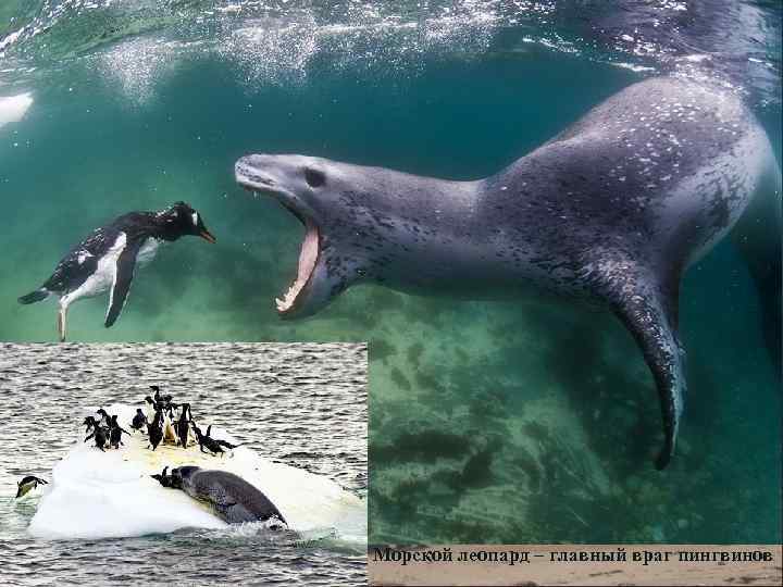 Морской леопард – главный враг пингвинов 