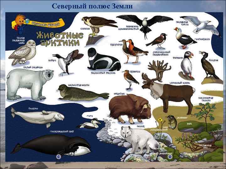 Северный полюс Земли 