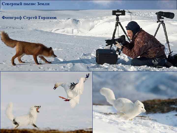 Северный полюс Земли Фотограф Сергей Горшков 